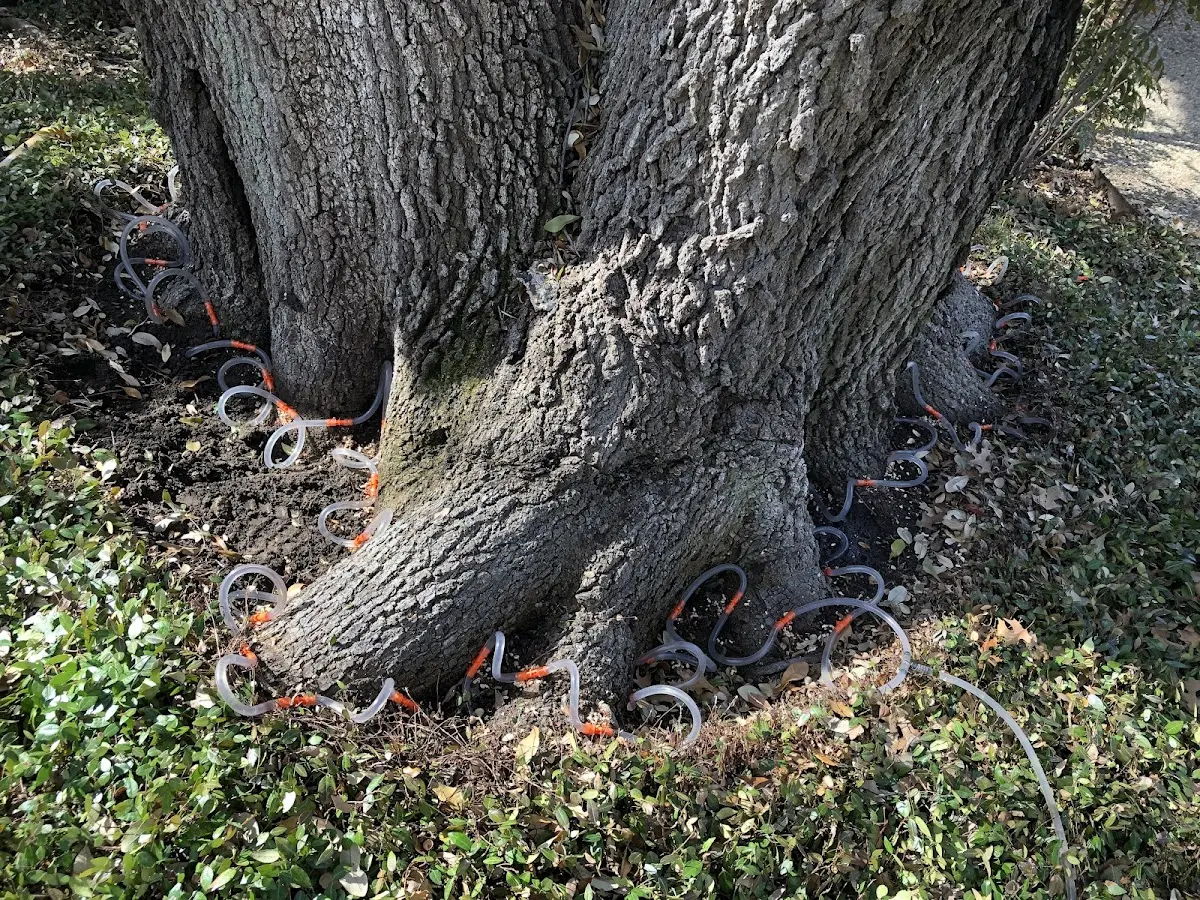 Detailed Tree Cabling and Bracing job site in Rohrersville