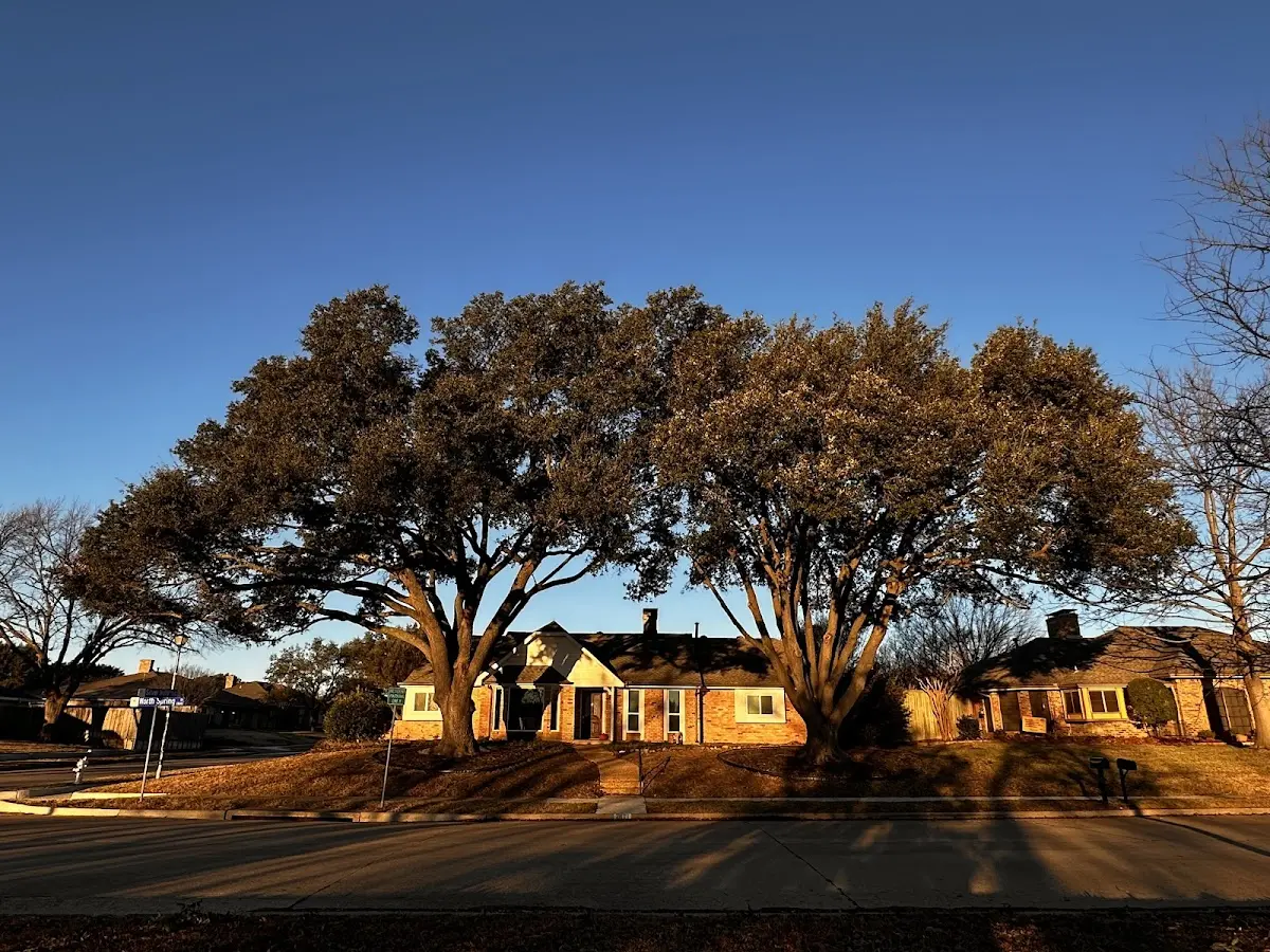 Established residential canopy tree shading a home in Rohrersville
